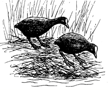 Eurasian coots