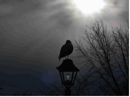 bird on lamppost