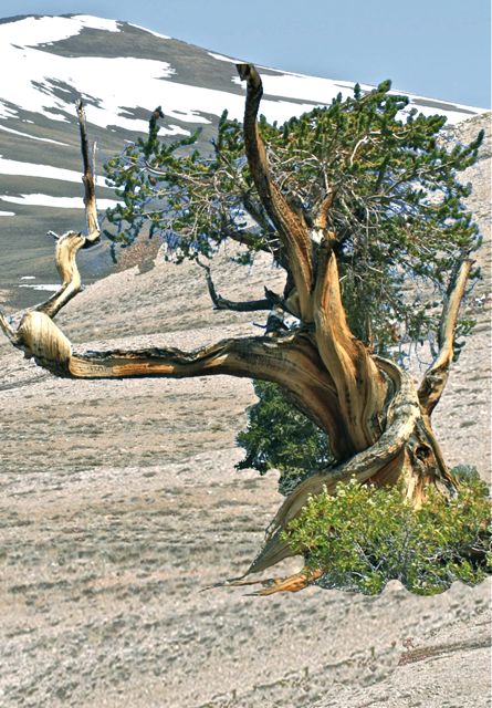 bristlecone pine